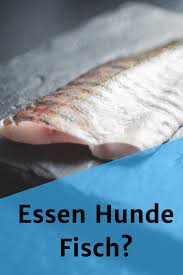 Durfen Hunde Fisch Essen Ist Roher Fisch Fur Hunde Gesund Und Gut Hunde Ernahrung Fisch Essen Bestes Hundefutter