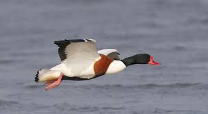 Dilihat dari soal cerita, kemungkinan topik soal ini adalah tentang fpb. Duck Penerangan Shelduck Spesies Dan Foto
