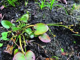 Image result for Caldesia parnassifolia