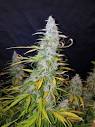 Buy Californian Snow Auto Cannabis Seeds | Fast Buds