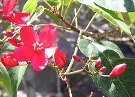 Image result for Jatropha botswanica