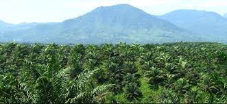 Buah kelapa sawit siap panen 5,5 bulan setelah penyerbukan atau minimal 60% buah telah matang panen, dari 5 pohon terdapat 1 tandan buah matang panen. Faktor Faktor Iklim Yang Mempengaruhi Pertumbuhan Dan Produksi Kelapa Sawit