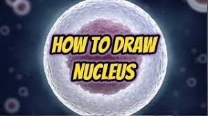 How To Draw Nucleus Very Easily For Ssc Hsc And Others Youtube Learn how to draw nucleus pictures using these outlines or print just for coloring. how to draw nucleus very easily for ssc hsc and others