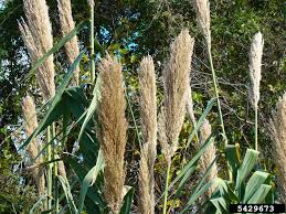 Image result for Arundo donax