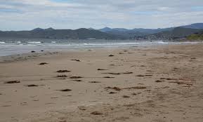 79 reviews of morro strand state beach this is a wonderful beach to stay at. Morro Strand State Beach Morro Bay Ca California Beaches