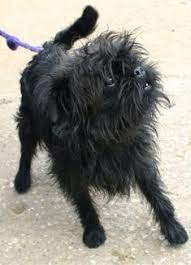 100 Affenpinschers Ideas Affenpinscher Affenpinscher Dog Brussels Griffon
