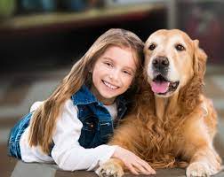 Sooner Golden Retriever Rescue Okc Pet Adopt