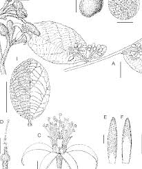 Image result for Grewia trichocarpa