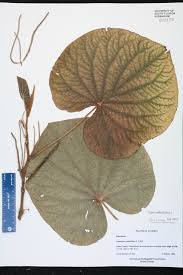 Image result for Piper umbellatum