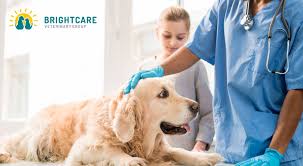 A tissue biopsy is the only available method for definitively diagnosing brain tumors in dogs. What To Do If A Veterinary Mri Reveals Brain Tumors Brightcare Animal Neurology And Imaging