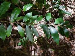 Image result for Cryptocarya transvaalensis