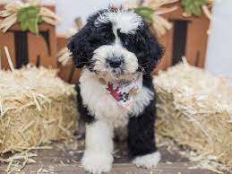 Aussiedoodle Dog Male Black White 2464483 Petland Wichita Ks