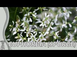 Image result for Euphorbia graminea