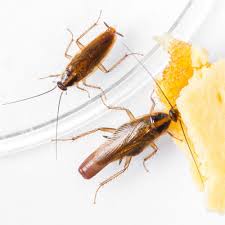 We want to give you the information you need to be able to choose the correct vista exterminator to. Cockroaches