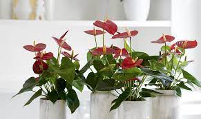 Epipremnum aureum, commonly known as devil's ivy, money plant and golden pothos or pothos. 3 Houseplants With Heart Shaped Leaves