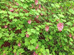 Spring bloom starts in southern missouri in march. Spring Is The Perfect Time To Plant Trees Native Plants Portland Radio Project
