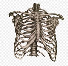 Use these free rib cage png #1159 for your personal projects or designs. Png Rib Cage Rib Cage Png Transparent Png Download Vhv