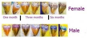 One way how to tell the gender of a parakeet is to check its cere, the band of raised fleshy skin located above the nostrils. Identify A Budgie Male Or Female By Its Cere S Color Carebirds Com
