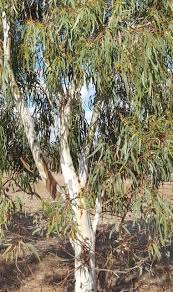 Image result for Eucalyptus camaldulensis