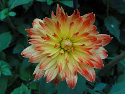 Singapore Flower Dome A Dahlia Plants Flowers Paradise City