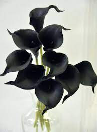 Black Lillies Flowers Black Calla Lily Calla Lily Bouquet Wedding Calla Lily
