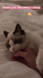 Pin Di Taylor Swift