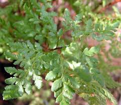 Image result for Cheilanthes