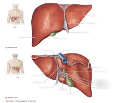 From wikimedia commons, the free media repository. Liver Gross Anatomy Diagram Quizlet