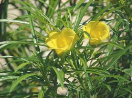 L'edera, una pianta romantica con le sue foglie trilobate o. 13 Piante A Fiore Giallo Per Ravvivare Il Tuo Giardino E Il Tuo Terrazzo Lafalda It