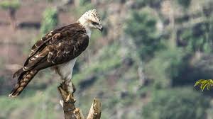 Elang Flores, Raptor Langka dari NTT yang Semakin Terancam