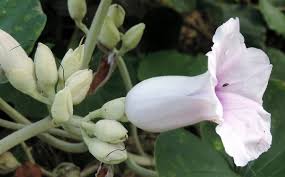 Image result for Argyreia nervosa