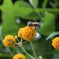 Image result for Buddleja pulchella