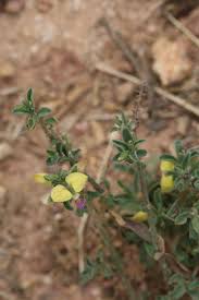Image result for Polygala persicariifolia