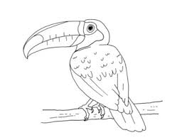 14 hard coloring sheets are collected for any of your needs. Toco Toucan Coloring Page By Mama Draw It Teachers Pay Teachers