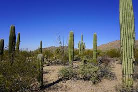Some specimens are thought to be even older. Eas On Down The Road Tucson Saguaro National Park