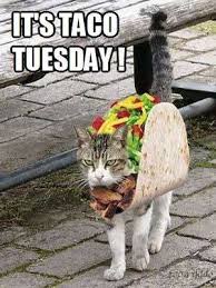 It S Taco Tuesday Funny Cat Pictures Crazy Cats Cats