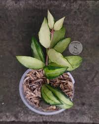 Image result for Begonia lacunosa