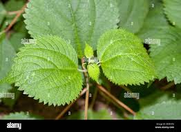 Image result for Boehmeria macrophylla