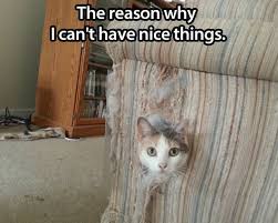 This is everything you need to do to stop asking the dreaded question of why does my cat scratch the wall after using the litter box. How Do I Stop My Cat From Scratching Cherrydown Vets Cherrydown Vets