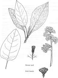 Image result for Solanecio cydoniifolius