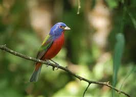 They remain solitary or in pairs during the breeding season. Creatures Among Us The Painted Bunting A Joy To Birders Port Isabel South Padre Press