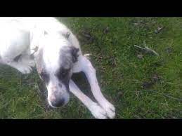 kangal kopegi kizdirinca ne yapar kangal kopegi havlamasi youtube kangal kopegi hayvanlar doberman