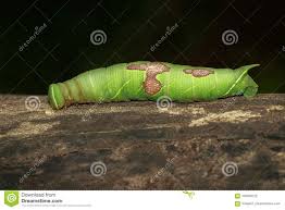 Image Of Green Caterpillar On Brown Dry Timber Insect