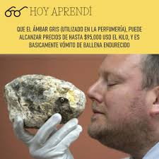Existen registros que indican que por años la comercialización del ámbar gris fue prohibida en vista de que mataban a las ballenas para poder obtener el producto, de hecho en estados unidos fue prohibido. Hoy Aprendi En Especifico De Cachalote Y Se Encuentra Flotando En El Mar O En La Arena De La Costa Hoyaprendi Sabiasque Sabiasque Datocurioso Dato Datos Interesante Curioso Impresionante Increible Oro Ballenas