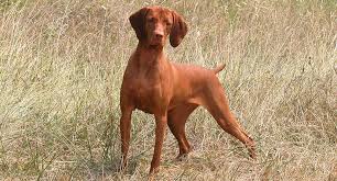 They are very smart and need a job in order. Short Haired Dogs Best Breeds And Grooming Needs Petfinder