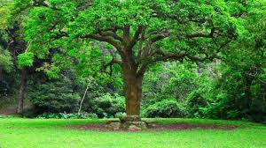 If you and your neighbour disagree about a problem with a tree or hedge, it's best to try to resolve things informally. Ask Kevin What Can I Do About My Neighbour S Problem Trees Stuff Co Nz