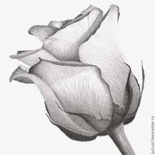 Pin By Jamie Fulwood On Incredibly Artistic In 2020 Pencil Drawings Of Flowers Art Drawings Sketches Pencil Rose Drawing