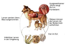 Hakenwurmer Bei Hunden Lassen Sie Den Kot Untersuchen