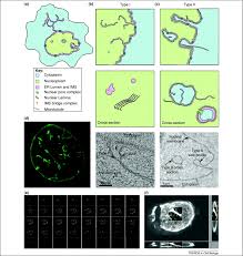 We did not find results for: The Nucleoplasmic Reticulum Form And Function Trends In Cell Biology