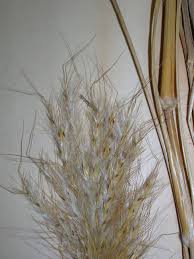 Image result for Bothriochloa